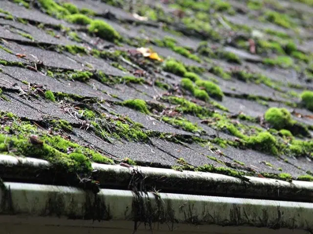 Remove Moss From Roofs and Driveways, Red Algae Removal - All Clean Roof Cleaning